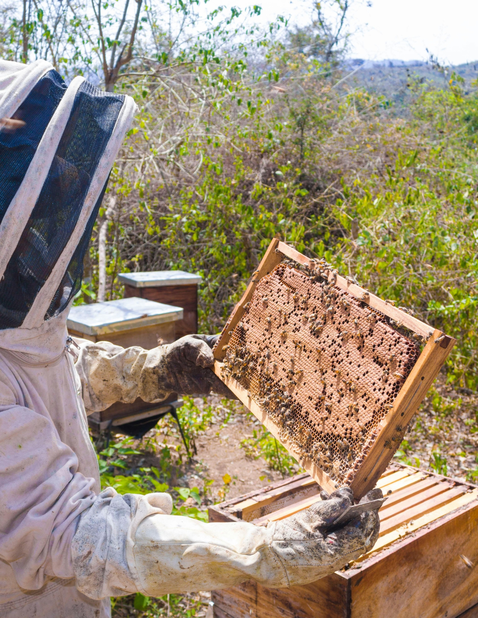 Beekeeper holding a frame from a hive