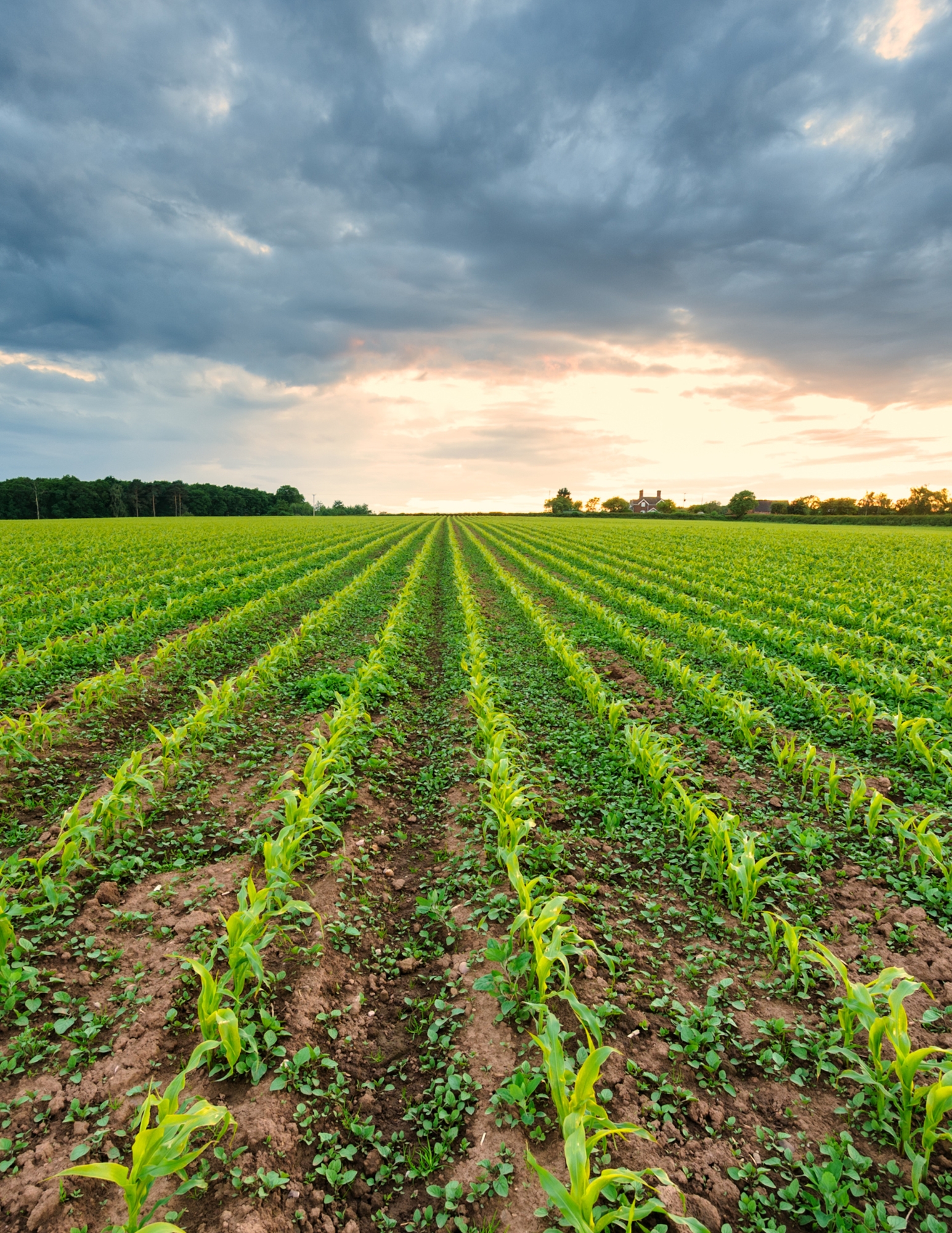 Green crop rows under a dramatic sky