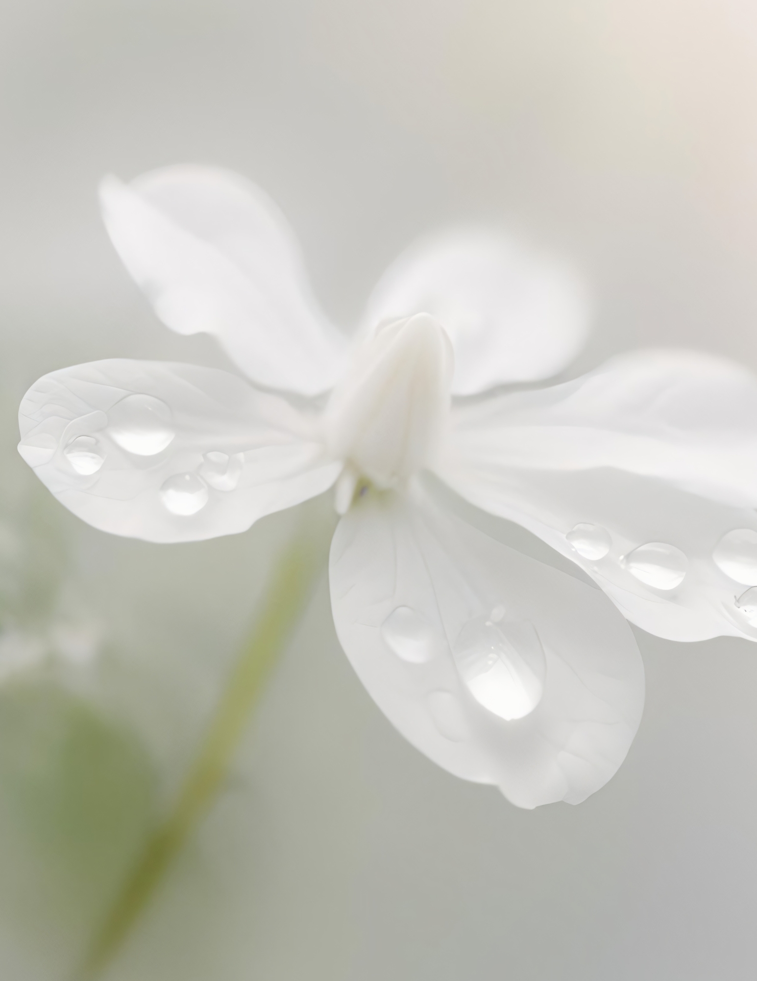 Soft white flower with droplets